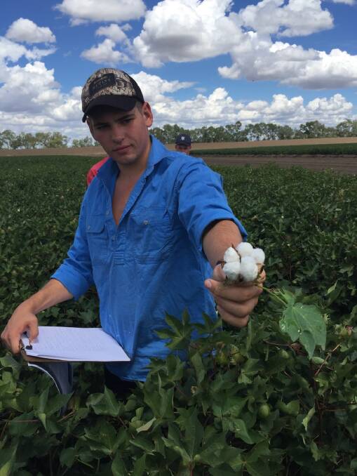 Lukas Cook inspects a boll of cotton on ‘Glencoe’, Wee Waa