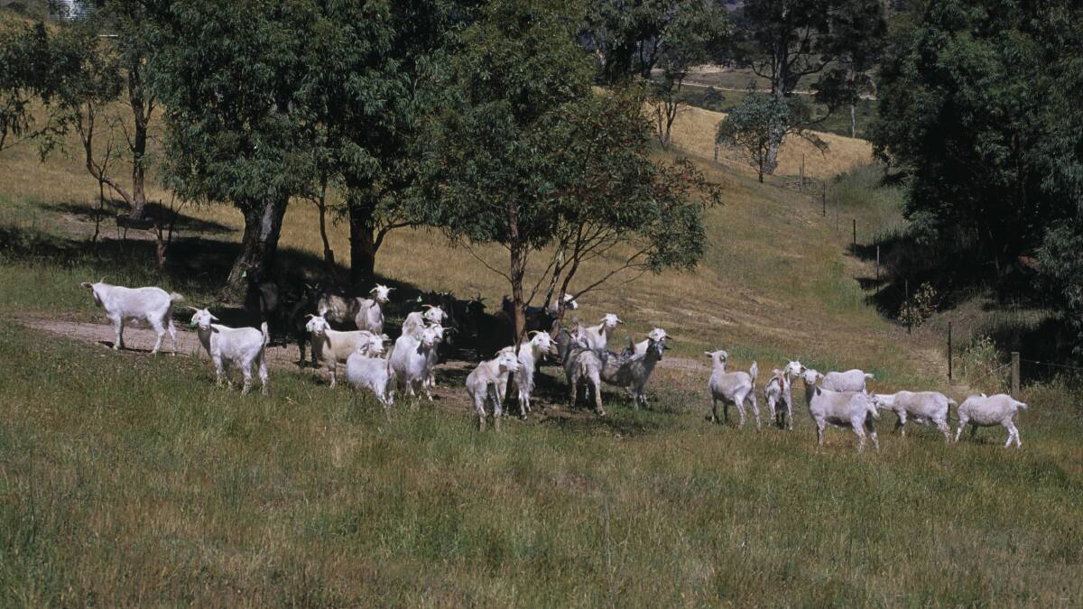 Grazing goats.