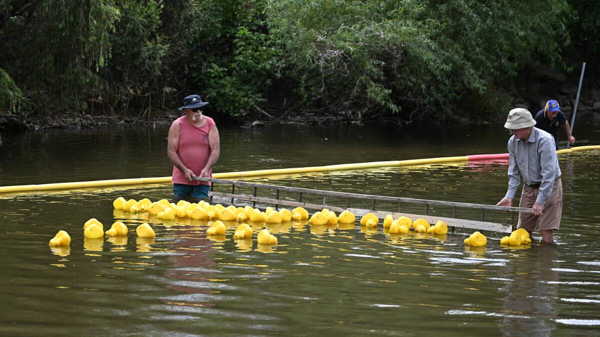 Ready, set, go! The Lions Club great duck race down the Peel River is another festival favourite and raises money for local charities. Picture by Gareth Gardner.