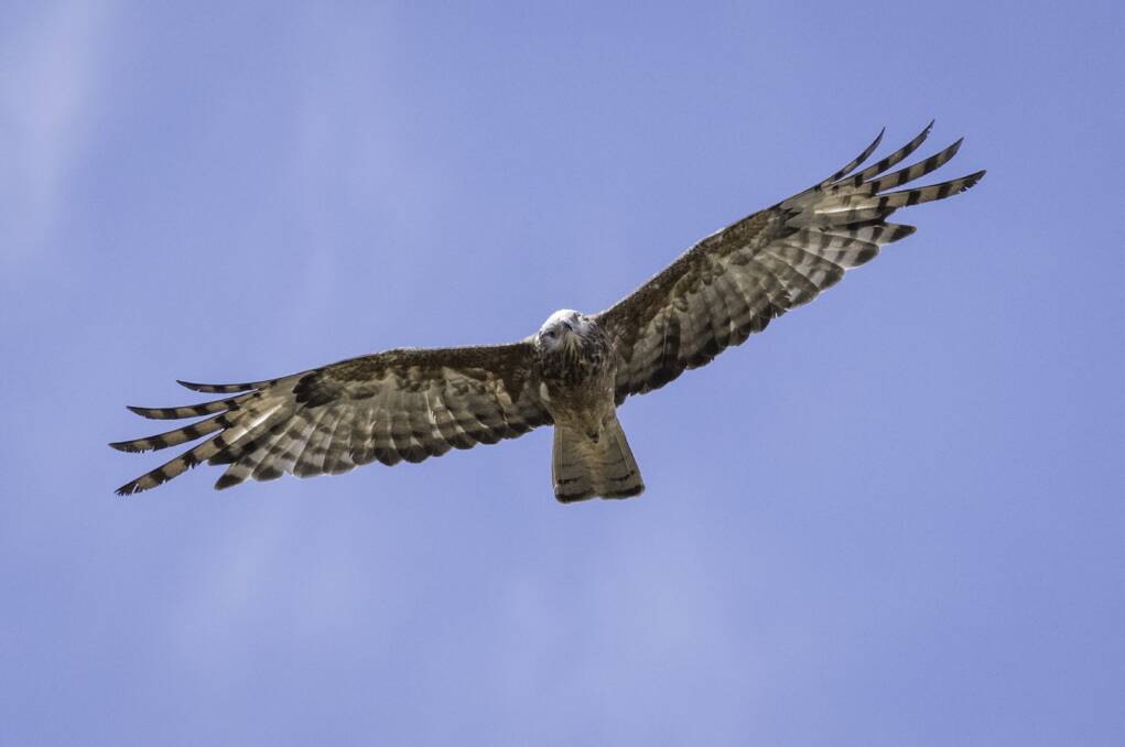 Flying high: The upcoming Field Day is part of a project aimed at raising awareness of local birds of prey, including the Square-Tailed Kite. Photo: David Whelan