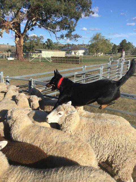 ON THE JOB: It's all in a day's work for farm dog Boss, who finished sixth in the national competition. Photo: supplied
