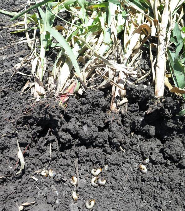 IN THEIR SIGHTS: Scarab larvae under a sorgum stand. Damage from scarab beetles is affecting both summer crops and winter cereals. Photo Melina Miles DAF