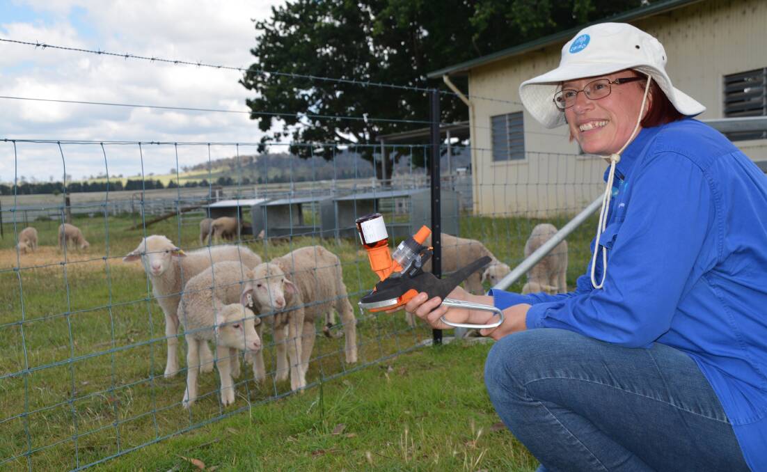 Ethics focus: Dr Alison Holdhus Small, a principal research scientist for CSIRO Agriculture and Food, at Chiswick, Uralla with some lambs and the new Numnuts applicator. Photo: Stephanie van Eyk