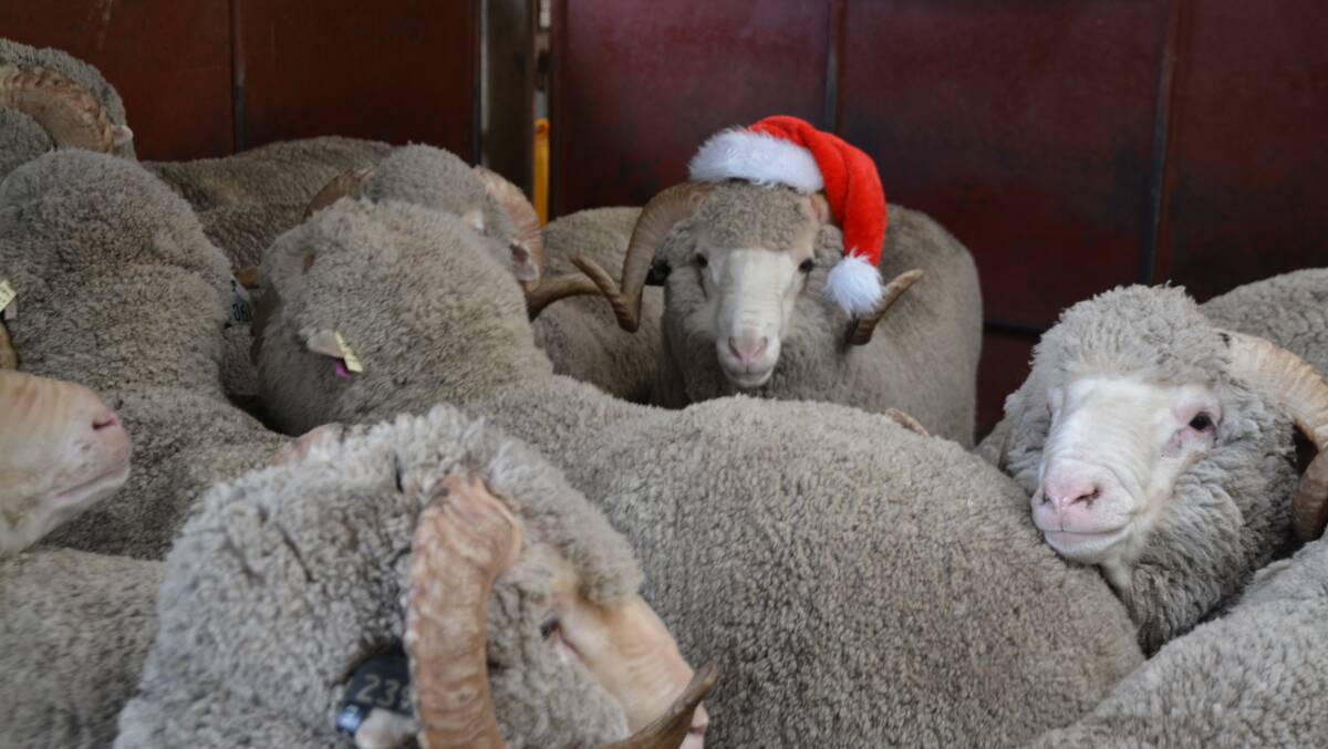 Spot the difference: One ram - who likes to stand out from the rest - in the shearing shed at Shalimar Park Merino Stud, Wollun. Photo: Stephanie van Eyk