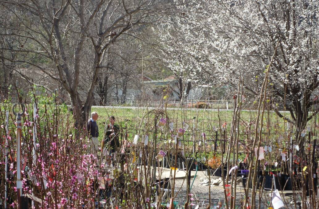 BLOOMIN' LOVELY: There's a wide range of ornamental trees available at Heemskerk's.