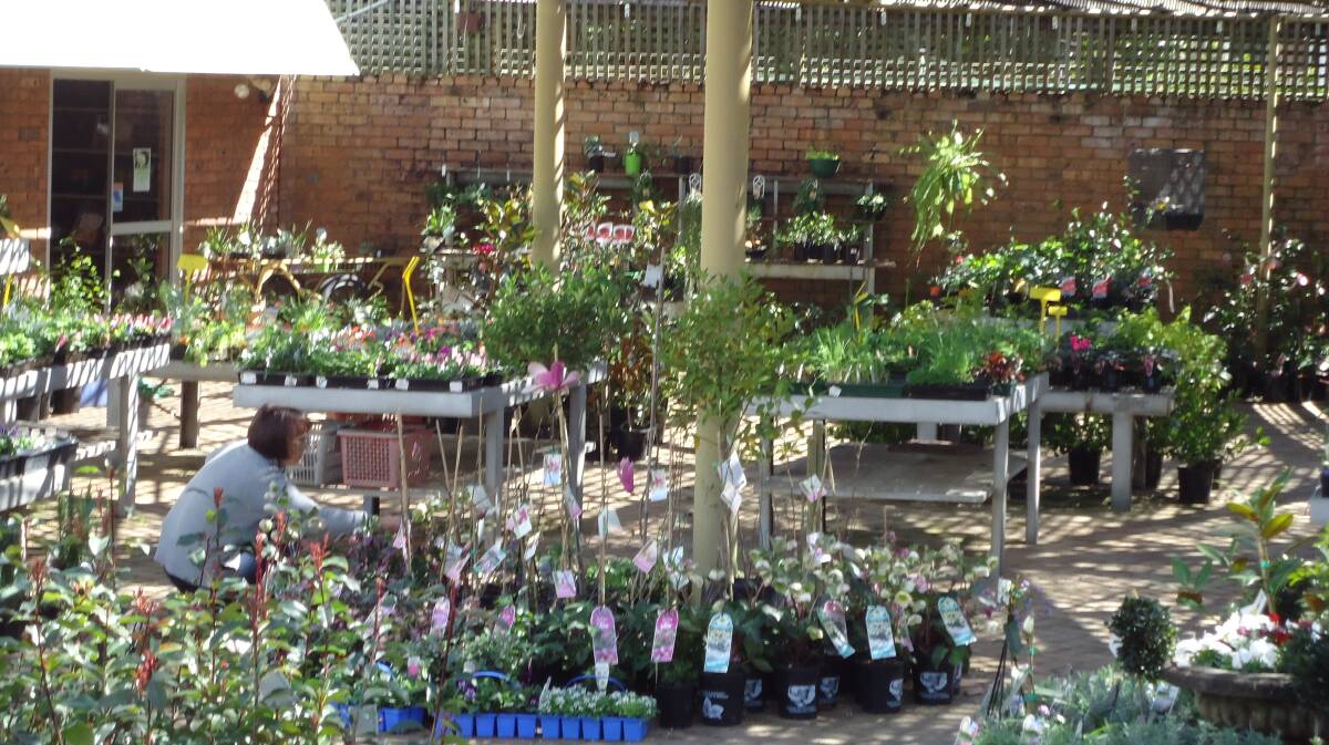 GARDENING NEEDS COVERED: Heemskerks offers quality plants and excellent local advice.