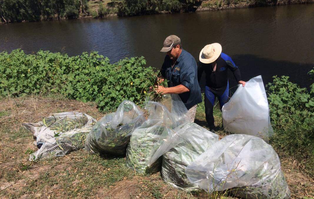 Snappy problem: Alligator weed infestations in the Peel and Namoi Rivers have been removed manually or treated with chemical and are continually monitored for regrowth.