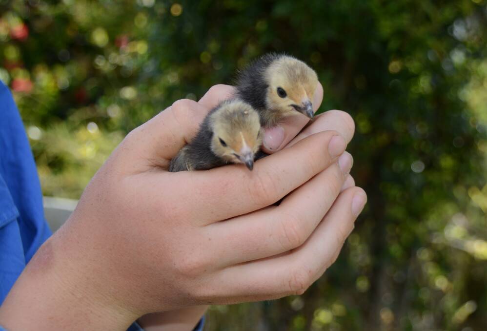 Rare breed: Two little vorwerk chickens that hatched about a week or so ago. Photo: Stephanie van Eyk.
