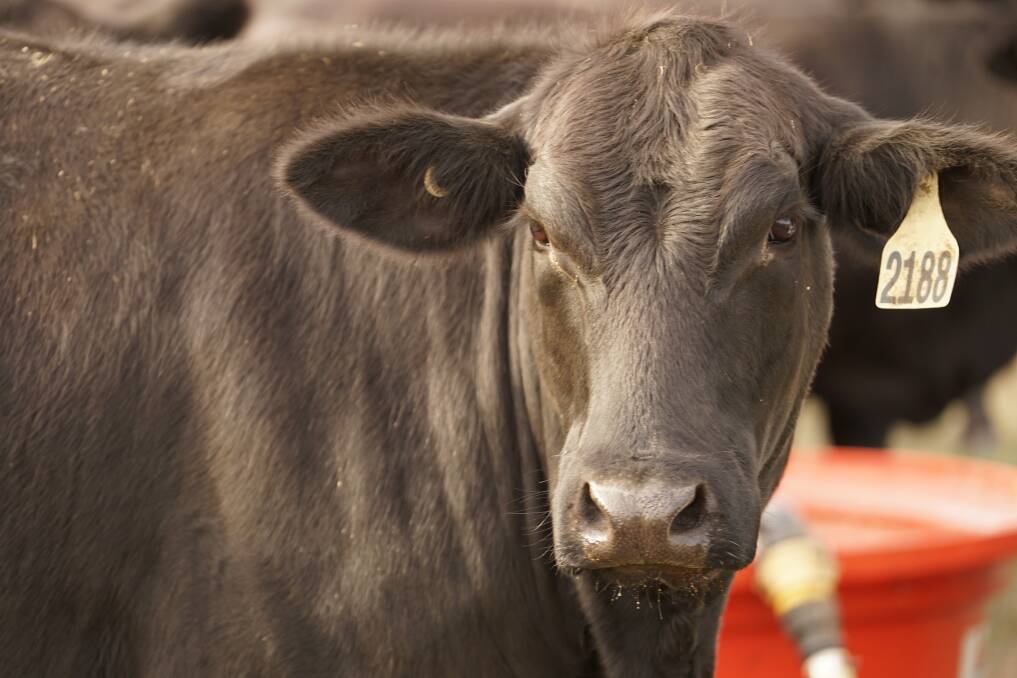 Anipro a safe ammonia for beef herds