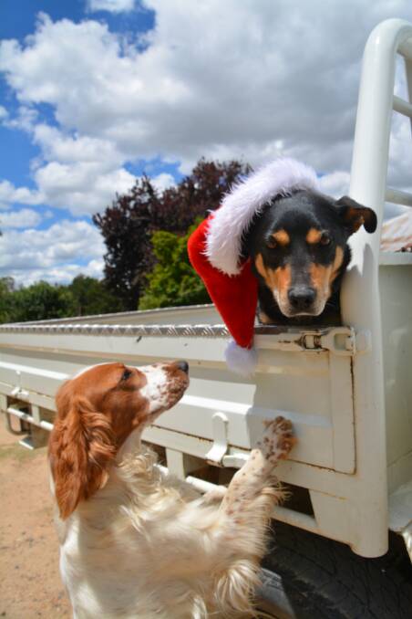 A dog's life: Cookie is a little jealous of Tippee's Santa hat. Photo: Stephanie van Eyk.