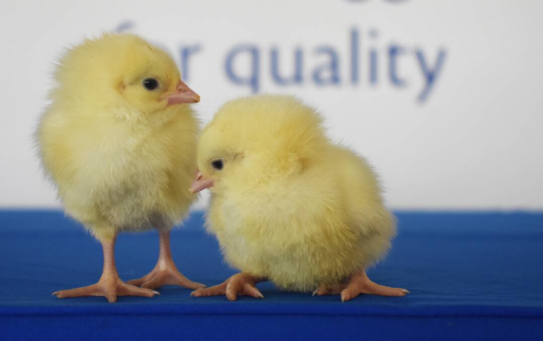 Battle of the birds: Three high schools across the region received day old chicks to grow out as part of the 2018 Steggles Sydney Royal school meat bird comp.