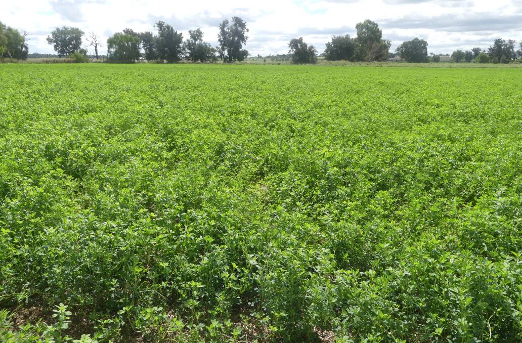 Good yield: Tamworth Ivan Mann said Peel Valley irrigators had a full water allocation this year and that despite a few issues with storms, lucerne hay has been high yielding.