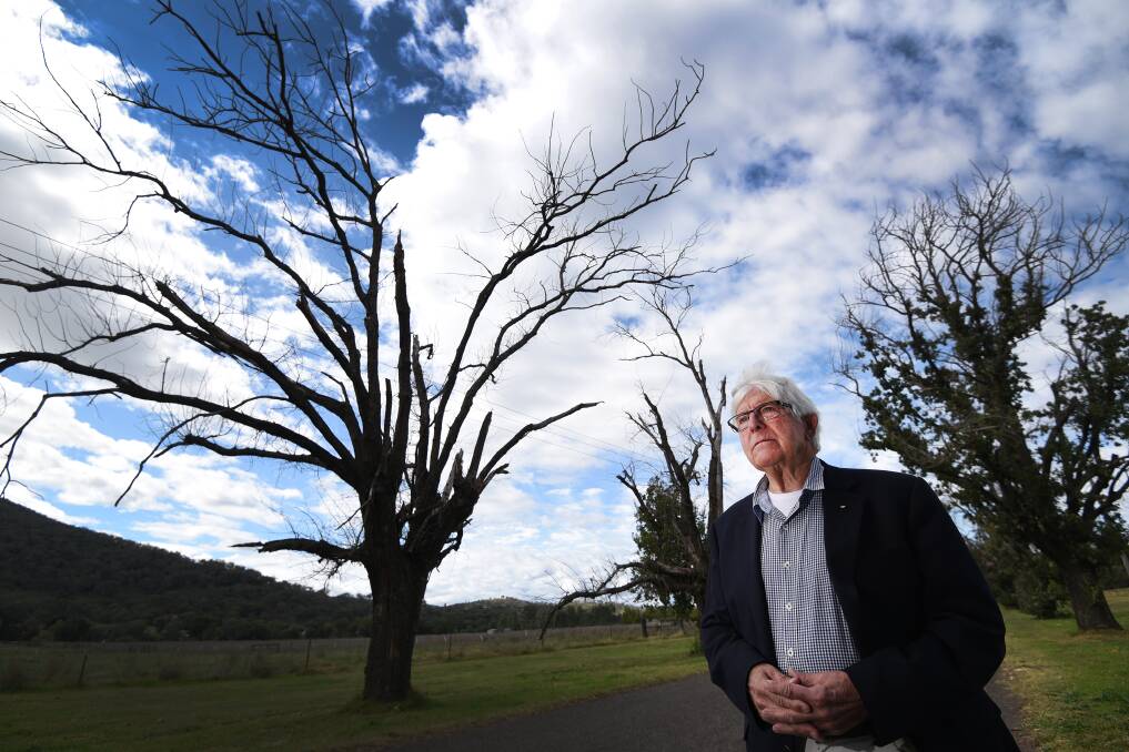 WORSE FOR WEAR: Former mayor Warren Woodley says the oaks should be replaced with another type of tree, better suit for the Australian climate.