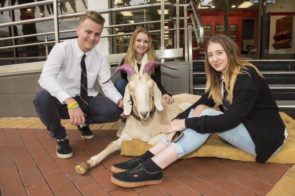MEETING FANS: Garry the goat with Kyle Haha, Britney Dawson and Kait Brett. Photo: Peter Hardin 270417PHB009