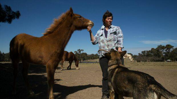 Lisa Burgess, who is a full-time carer of her mother, looks after brumbies on her property in Barnaby Joyce's electorate of New England. Photo: Janie Barrett