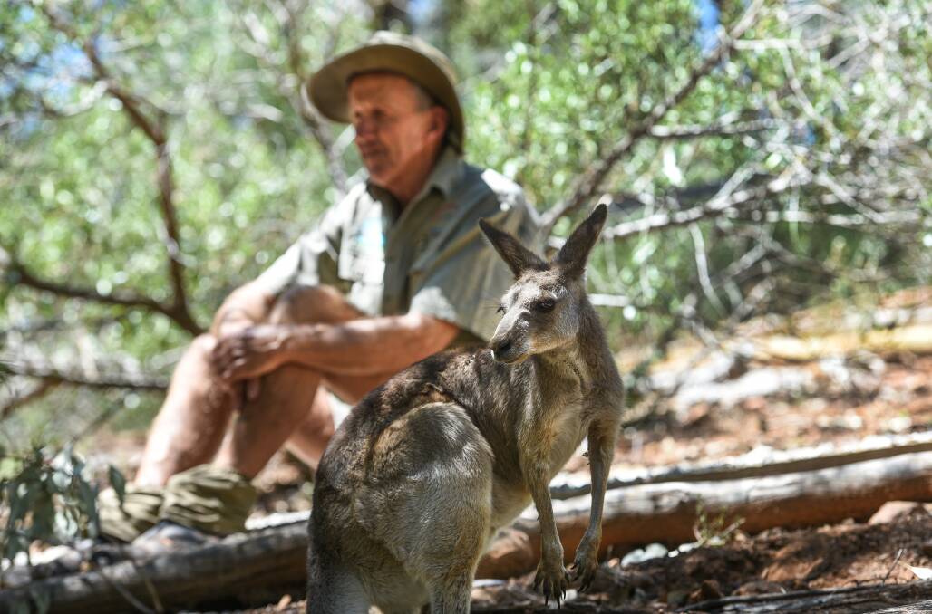 AWFUL: John McDarmond and the rest of the park's volunteers were devastated to learn of the attack on the hand-raised kangaroo, who had been at the park for six years. Photo: Gareth Gardner 210217GGD10
