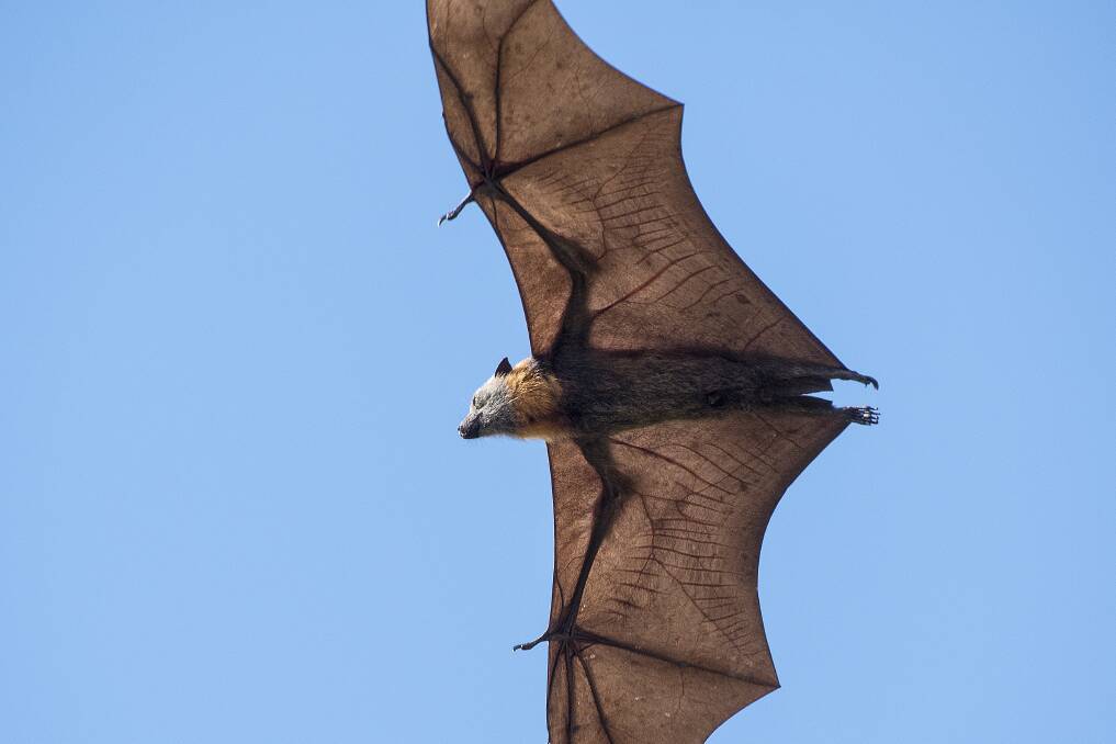 No silver bullet for our flying fox problem