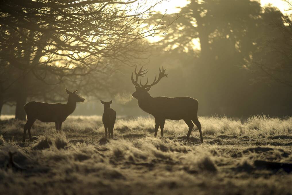 FAIR GAME: Removing hunting restrictions on deer would help control the population. Photo: Steve Parsons
