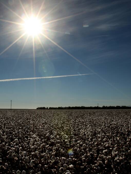 LIFE BLOOD: The region's cotton industry would be devastated by the water restrictions. Photo: Dean Sewell