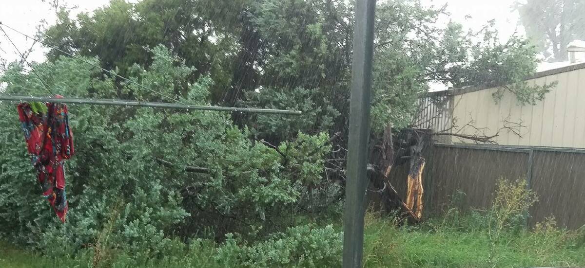 Windy weather: The storm snapped this tree in half in Tamworth. Photo: Tori Jayne Zimmehl