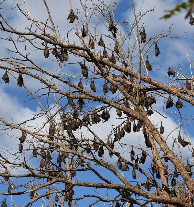 Draft plan: Flying Foxes, pictured near Bicentennial Park in Tamworth in 2015.