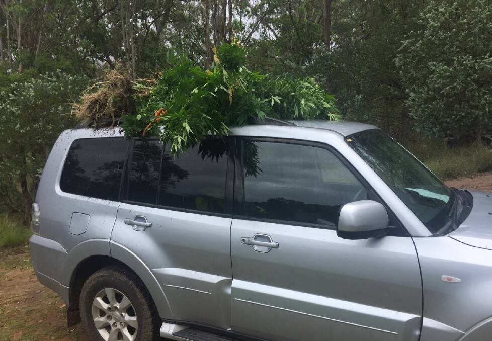 Police had to contend with rough, wet and rugged terrain to unearth the cannabis plants. 