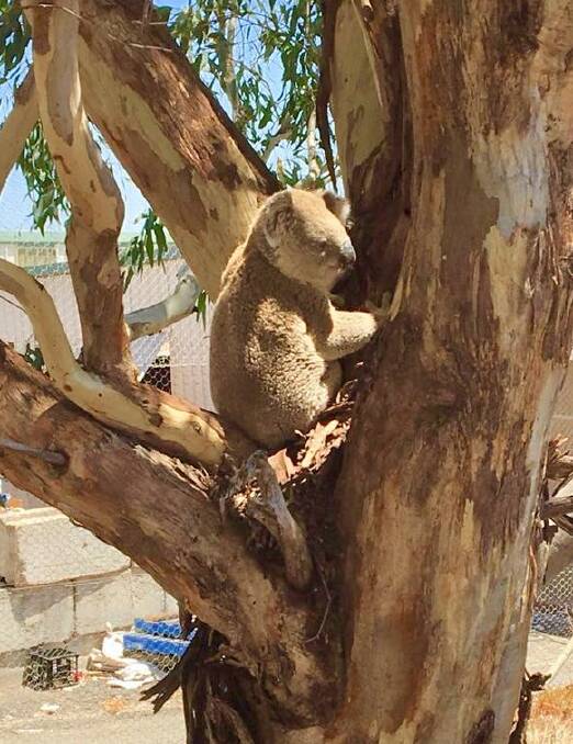 Furry friend: The koala was rescued on Wednesday by a crew from the Quirindi Fire and Rescue NSW brigade and taken for a check-up. Photo: Fire and Rescue NSW