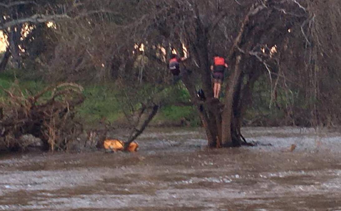 CLINGING FOR HELP: The teenagers were stranded in a tree and had to be rescued by the SES using a floodboat. Photo: SES Namoi Region