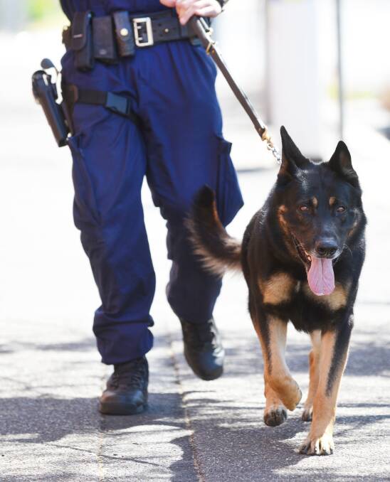 ARRESTS: Jonno the police dog tracked four teenagers to a Terry St home. Photo: Barry Smith