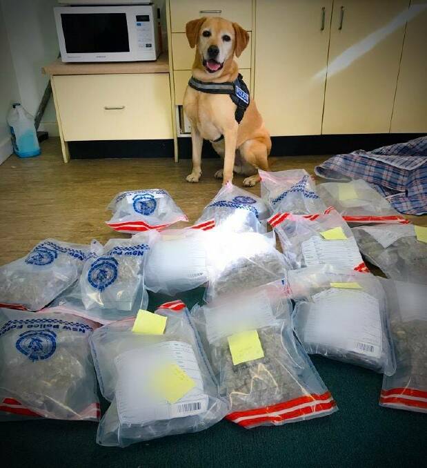 Bags of evidence: The 14kg of what police allege is cannabis, pictured with a police sniffer dog, was seized from a rental van on Merriwa St, Boggabilla. Photo: NSW Police