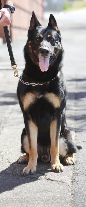 Happy ending: Johnno the police dog and his handler found the woman.