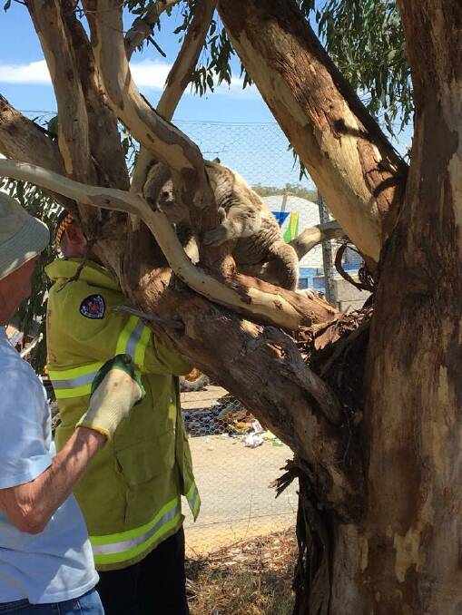 The Quirindi Fire and Rescue NSW rescue a koala in town on Wednesday. Photos: Fire and Rescue NSW 