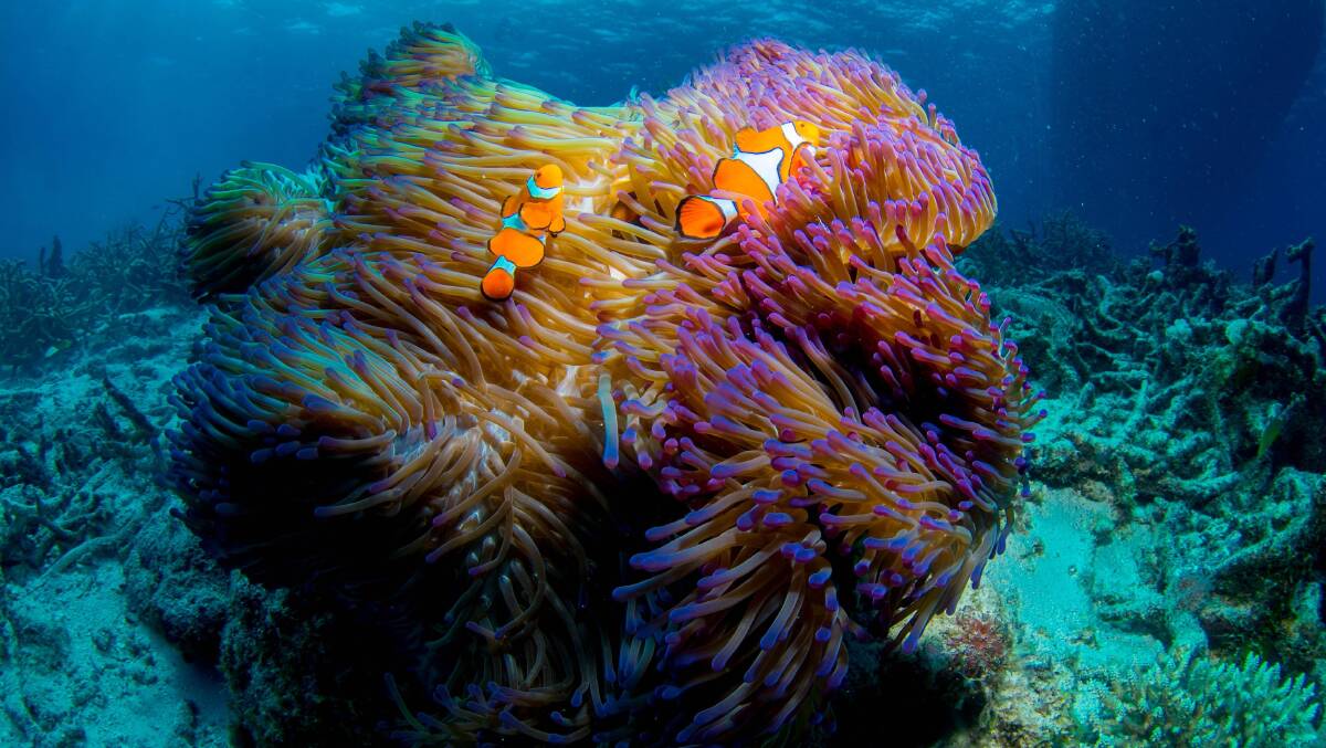 A colourful underwater world greets divers and snorkellers on the Great Barrier Reef. 