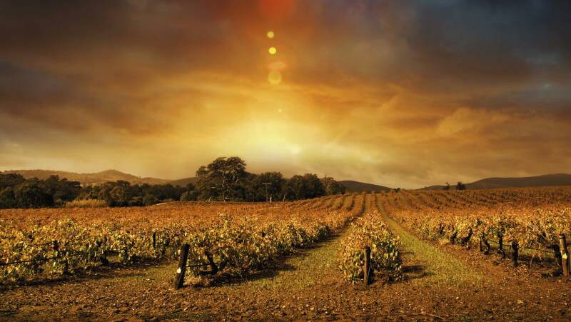 Margaret River is a world-famous wine country and is particularly magnificent at dusk.