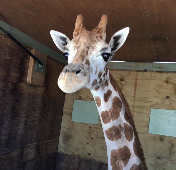 HIGH LOAD: Mtundu, a 15-month-old giraffe from Auckland Zoo will be heading down the Princes Highway in the early hours of Saturday, February 25. Photo: Auckland Zoo, Facebook.