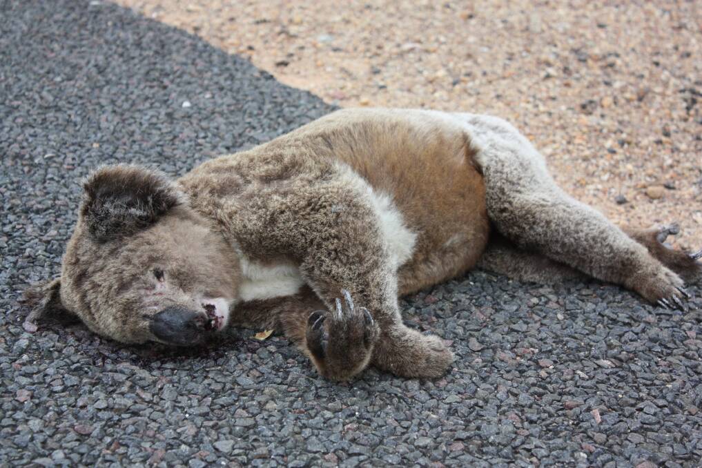 A dead koala found on the side of the road between Curlewis and Nea earlier in the year. It appears to have been killed by a vehicle. Photo: Vanessa Höhnke