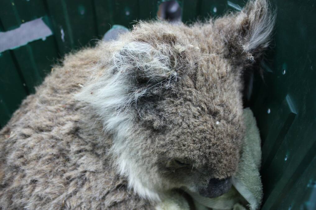 The female koala after she was hit by a vehicle last week. She has since been euthanised because of chronic chlamydia.
