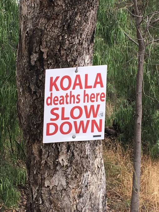 One of the eye-catching signs installed by Gunnedah Urban Landcare Group in koala hot spots. Photo: Gunnedah Urban Landcare Group