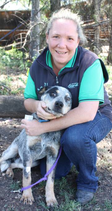PET PROTECTION: Veterinarian Tina Clifton with a vaccinated dog at Gunnedah Saleyards Veterinary clinic. She is urging pet owners to get their animals vaccinated.