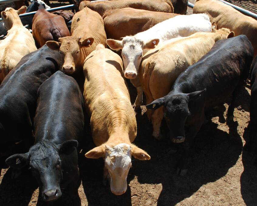 New group to review live export standards; members sought