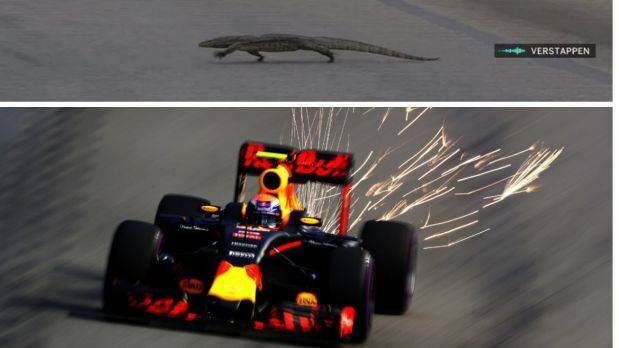 Bizarre sighting: The lizard scampered across the track after Verstappen passed it Photo: Getty Images