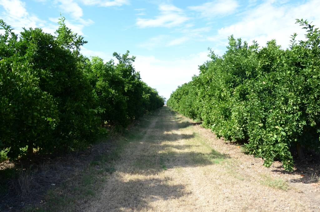 POSSIBILITIES: The orange groves at Gunnible Pastoral provided a backdrop to the citrus field day. Photo: Billy Jupp