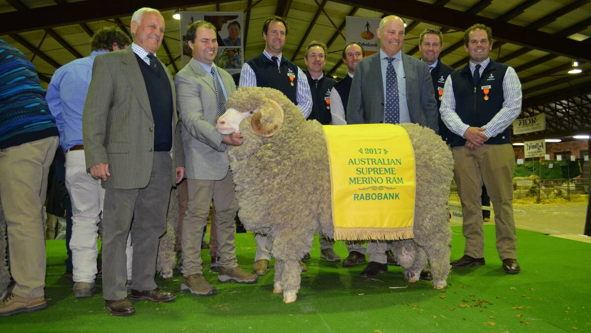 Simply the best: John, Jock and Hamish McLaren with their Australian Ram of the Year, N73, flanked by five independent judges at Rabobank Merino National judging at Dubbo showground on August 23. Photo: Hannah Powe