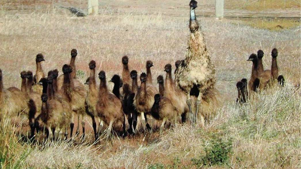 Marianne Stockham captured this image of an adult emu leading a group of about 40 juveniles at Sleaford on the Eyre Peninsula