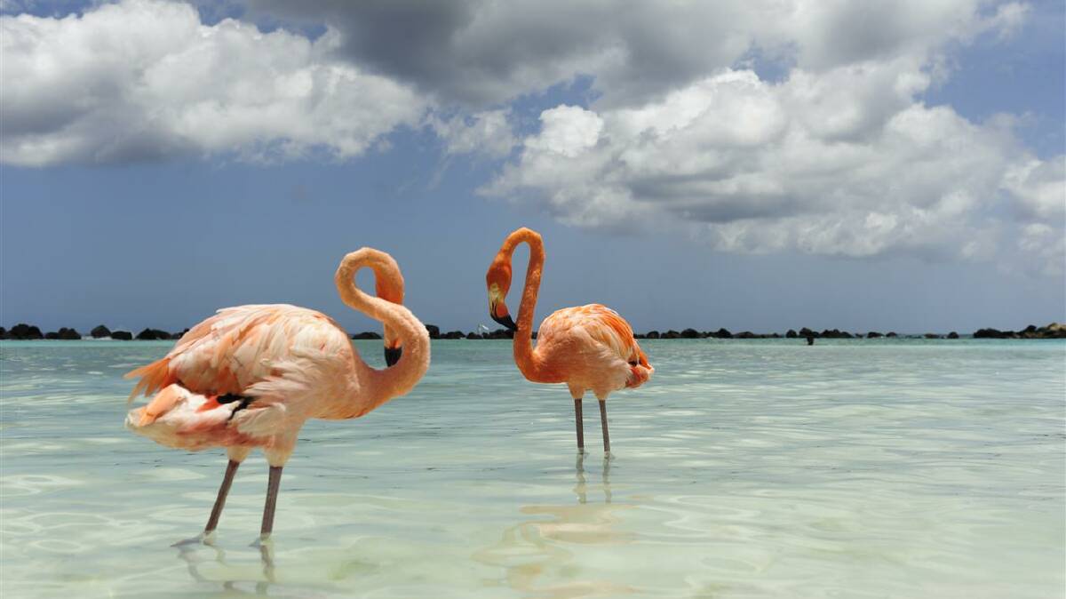 Hanging about, flamingo-style. Photo: iStock