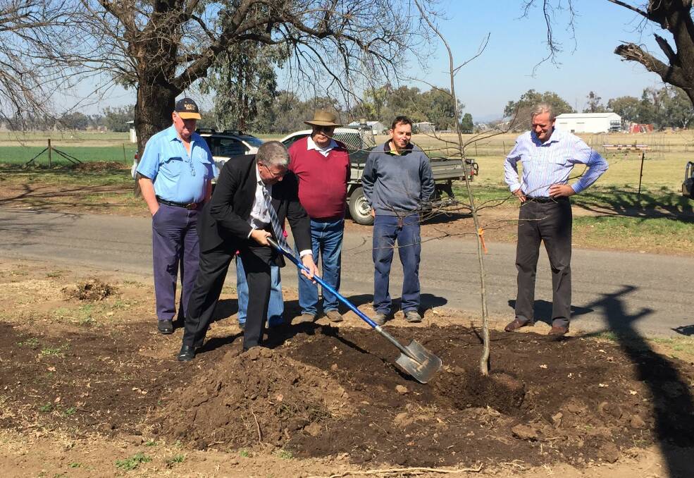 SIGNIFICANT DAY: Tamworth regional mayor Col Murray helps to plant one of the new trees on King George V Ave. Photo: Genevieve Smith 230817GSA01