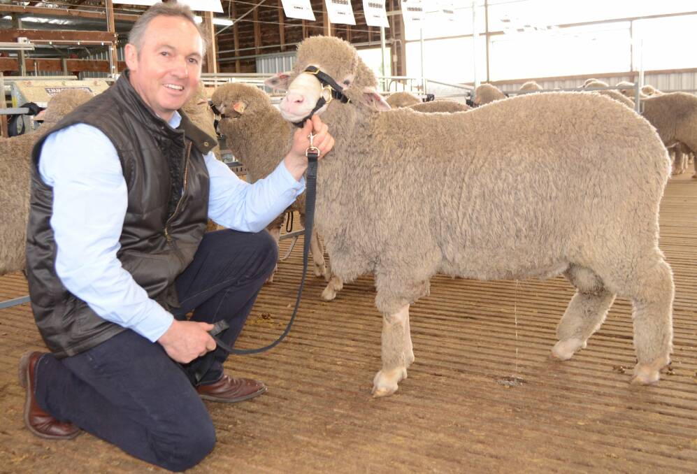 IMPROVEMENT: Petali Poll Merinos and White Suffolks principal Martin Oppenheimer with a sale ram in 2016.