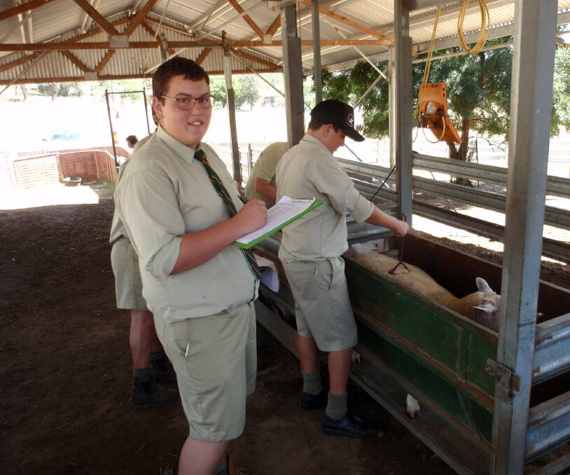 WOOL SCIENCE: Farrer students have prepared for and will run their annual on-property white Suffolk ram sale, at the school on September 7.
