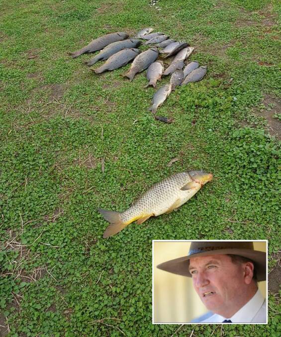 SINKING THE PROBLEM: Some of the 19 carp caught at Bora Crossing last week as Barnaby Joyce, inset, says the carp problem costs the country $500 million every year.