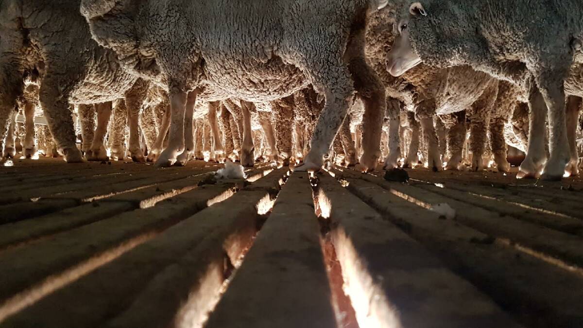 WOOLLY LEGS: Shearing time on a Kingstown property. Photo: Lisa Williams